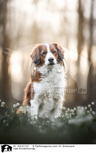 Kooikerhondje Rde / male Kooikerhondje / KS-01127