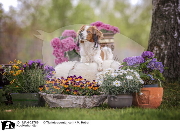 Kooikerhondje / Kooikerhondje / MAH-02789