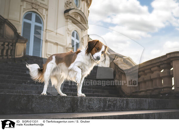 male Kooikerhondje / SGR-01331