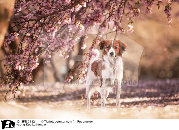 young Kooikerhondje / IFE-01321