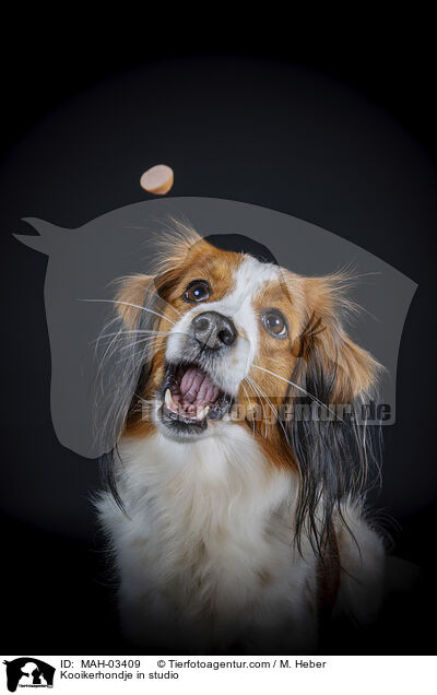 Kooikerhondje im Studio / Kooikerhondje in studio / MAH-03409