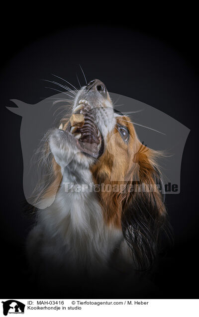 Kooikerhondje in studio / MAH-03416