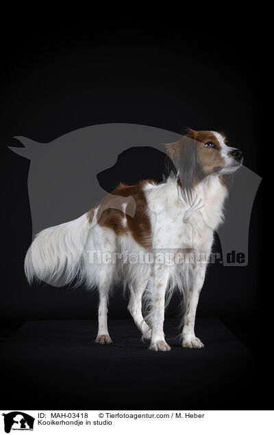 Kooikerhondje im Studio / Kooikerhondje in studio / MAH-03418