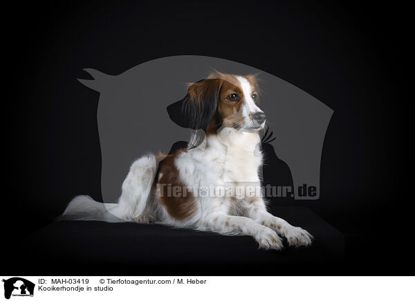 Kooikerhondje in studio / MAH-03419