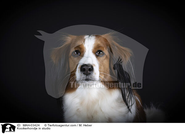 Kooikerhondje in studio / MAH-03424