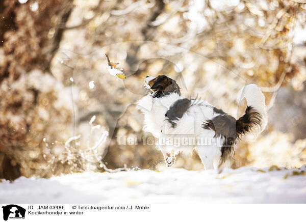 Kooikerhondje in winter / JAM-03486