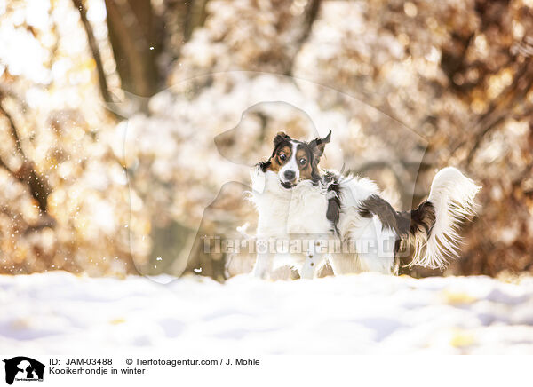 Kooikerhondje in winter / JAM-03488