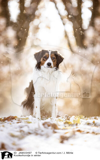 Kooikerhondje im Winter / Kooikerhondje in winter / JAM-03497