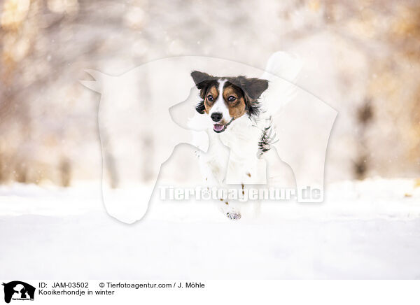 Kooikerhondje im Winter / Kooikerhondje in winter / JAM-03502