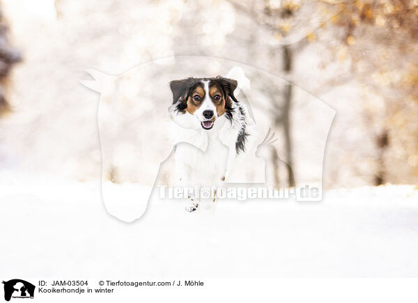 Kooikerhondje in winter / JAM-03504