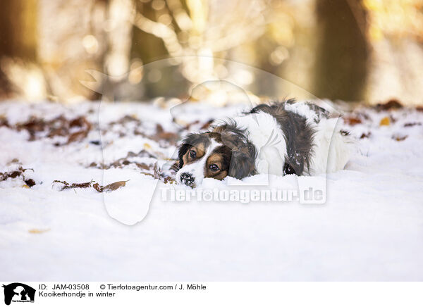 Kooikerhondje in winter / JAM-03508