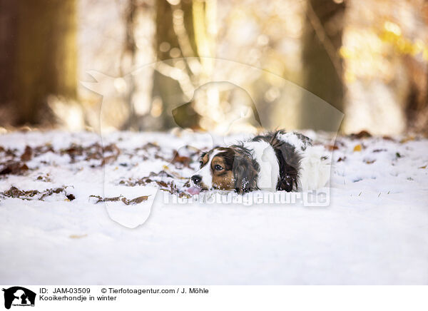 Kooikerhondje in winter / JAM-03509