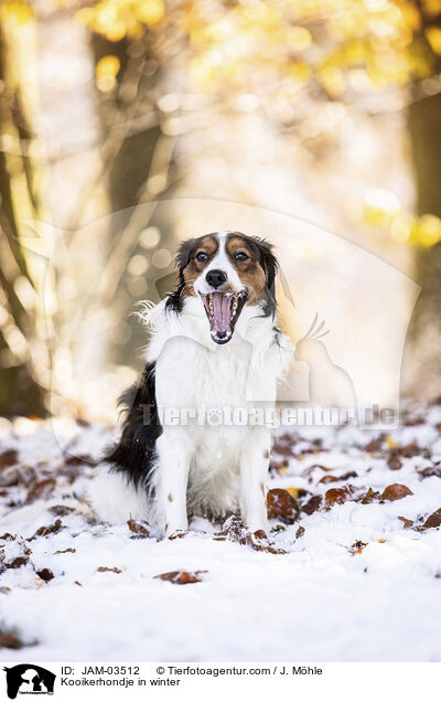 Kooikerhondje in winter / JAM-03512