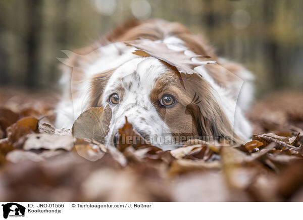 Kooikerhondje / Kooikerhondje / JRO-01556