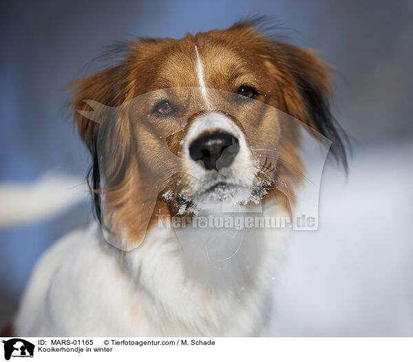 Kooikerhondje in winter / MARS-01165