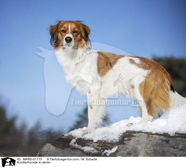 Kooikerhondje in winter / MARS-01170