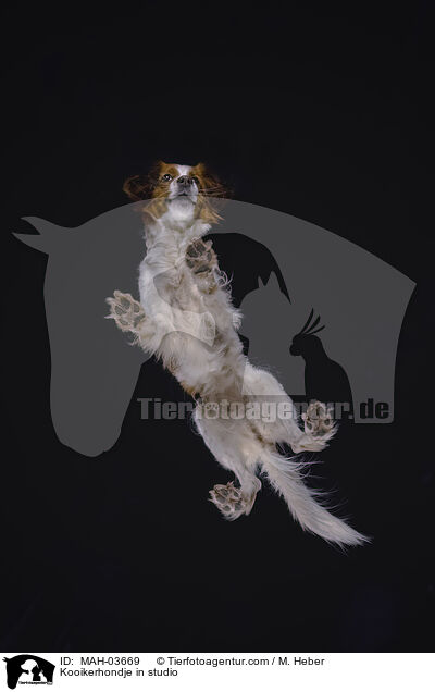 Kooikerhondje im Studio / Kooikerhondje in studio / MAH-03669