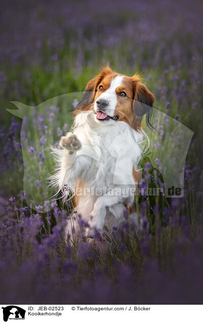 Kooikerhondje / Kooikerhondje / JEB-02523