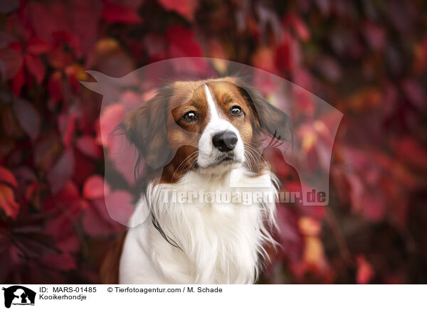 Kooikerhondje / MARS-01485