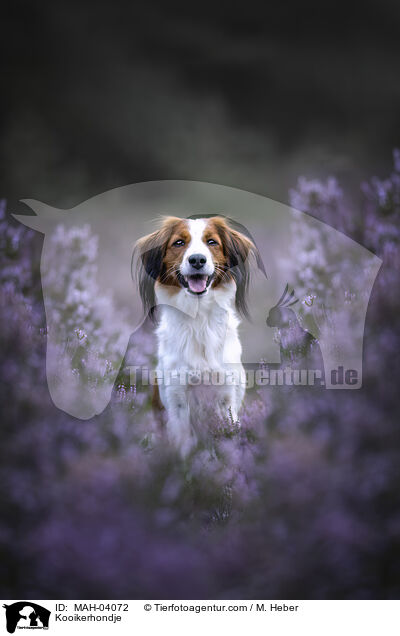 Kooikerhondje / MAH-04072