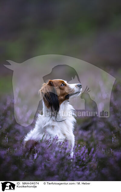 Kooikerhondje / Kooikerhondje / MAH-04074