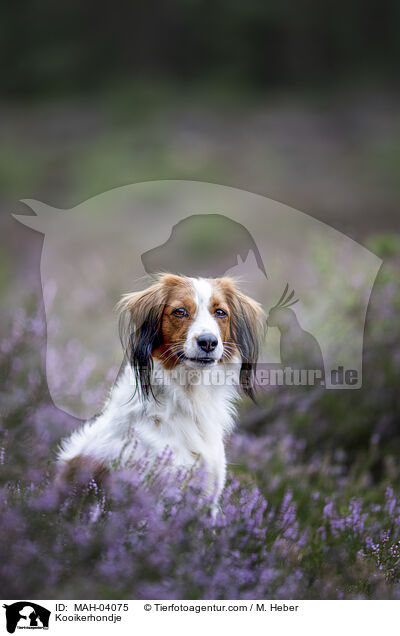 Kooikerhondje / MAH-04075