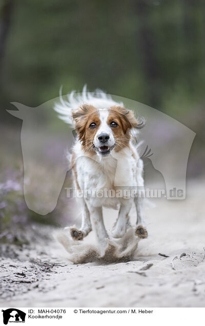 Kooikerhondje / Kooikerhondje / MAH-04076