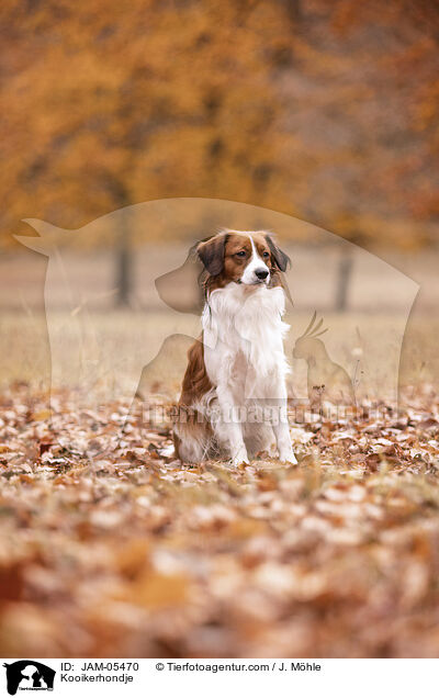 Kooikerhondje / JAM-05470