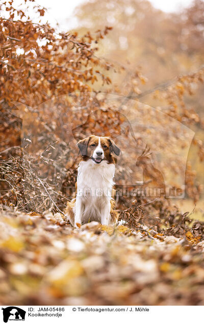 Kooikerhondje / Kooikerhondje / JAM-05486