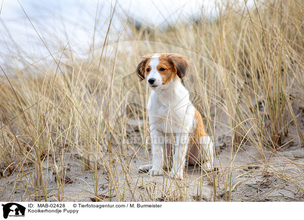 Kooikerhondje Welpe / Kooikerhondje Puppy / MAB-02428