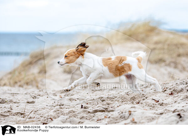 Kooikerhondje Welpe / Kooikerhondje Puppy / MAB-02438