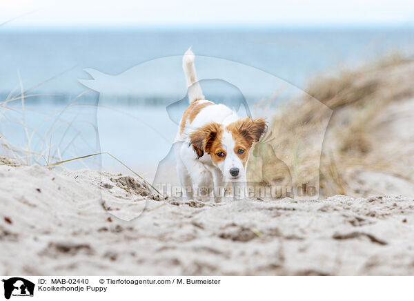 Kooikerhondje Puppy / MAB-02440