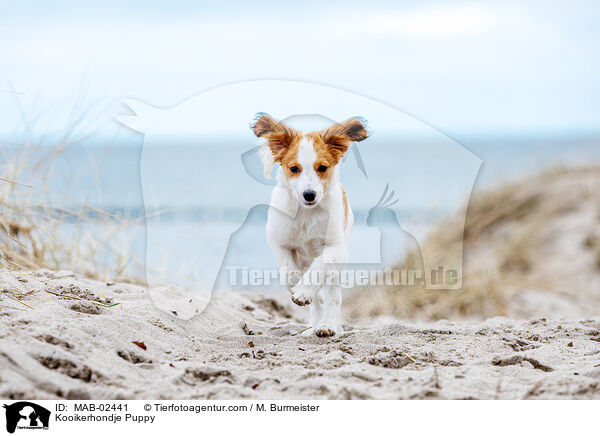 Kooikerhondje Welpe / Kooikerhondje Puppy / MAB-02441