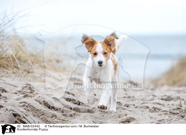 Kooikerhondje Welpe / Kooikerhondje Puppy / MAB-02442