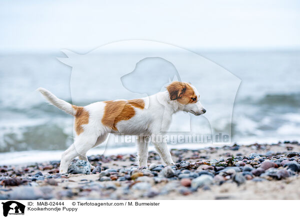 Kooikerhondje Welpe / Kooikerhondje Puppy / MAB-02444