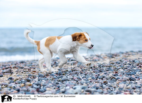 Kooikerhondje Welpe / Kooikerhondje Puppy / MAB-02446