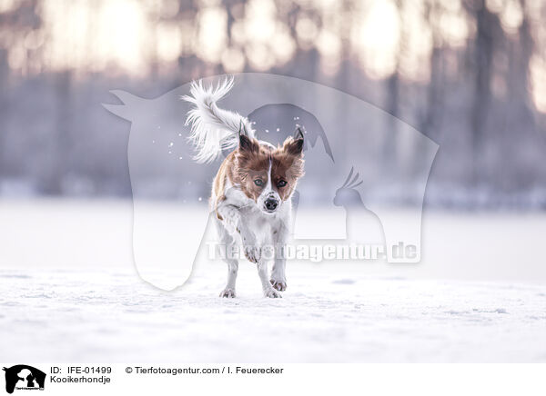 Kooikerhondje / IFE-01499
