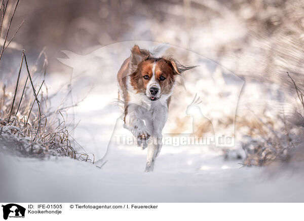 Kooikerhondje / Kooikerhondje / IFE-01505