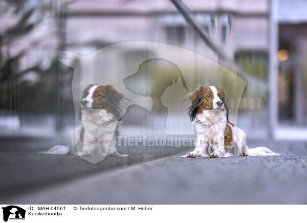 Kooikerhondje / Kooikerhondje / MAH-04561