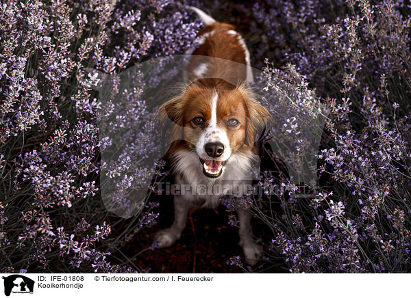 Kooikerhondje / Kooikerhondje / IFE-01808