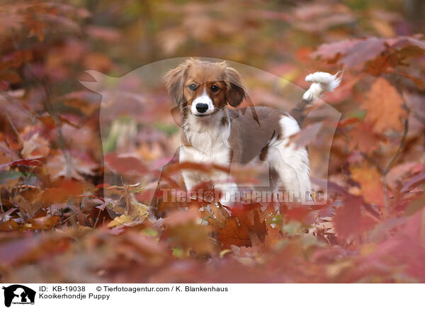 Kooikerhondje Welpe / Kooikerhondje Puppy / KB-19038