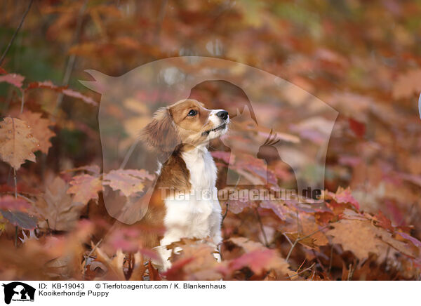 Kooikerhondje Welpe / Kooikerhondje Puppy / KB-19043