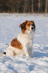 Small Dutch Waterfowl Dog