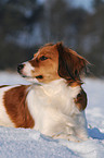 Small Dutch Waterfowl Dog