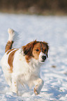 Small Dutch Waterfowl Dog