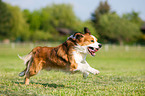 running Kooikerhondje