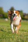 running Kooikerhondje