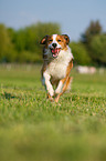 running Kooikerhondje