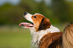 Kooikerhondje Portrait