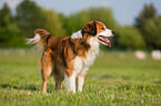 Kooikerhondje